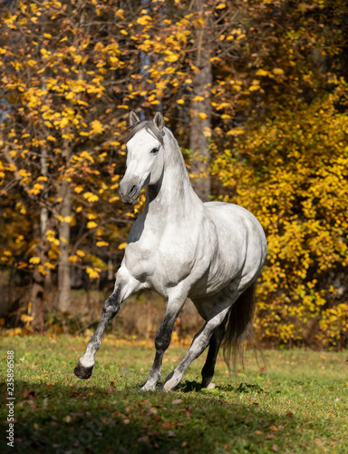 stallion on black background
