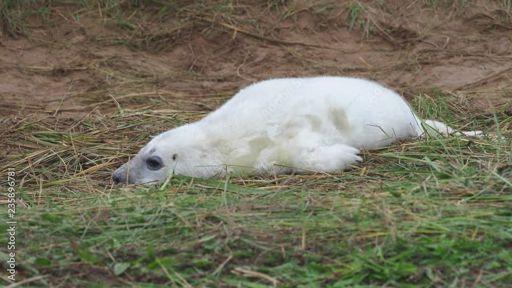 Grey Seal Pup On the Beach Dunes at Donna Nook, Lincolnshire. Grey Seal Pup On the Beach Dunes at Donna Nook, Lincolnshire.