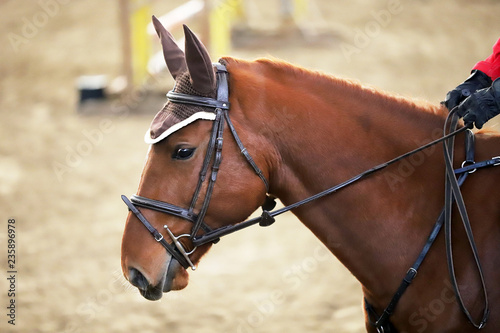 Head of a beautiful young sporting horse during competition outdoors. © acceptfoto