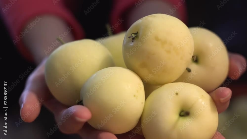 Organic fruit and vegetables. Farmers hands with freshly harvested apples