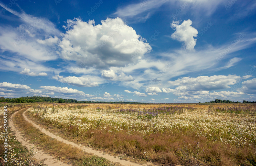 Fototapeta premium summer landscape with the road through beautiful meadows