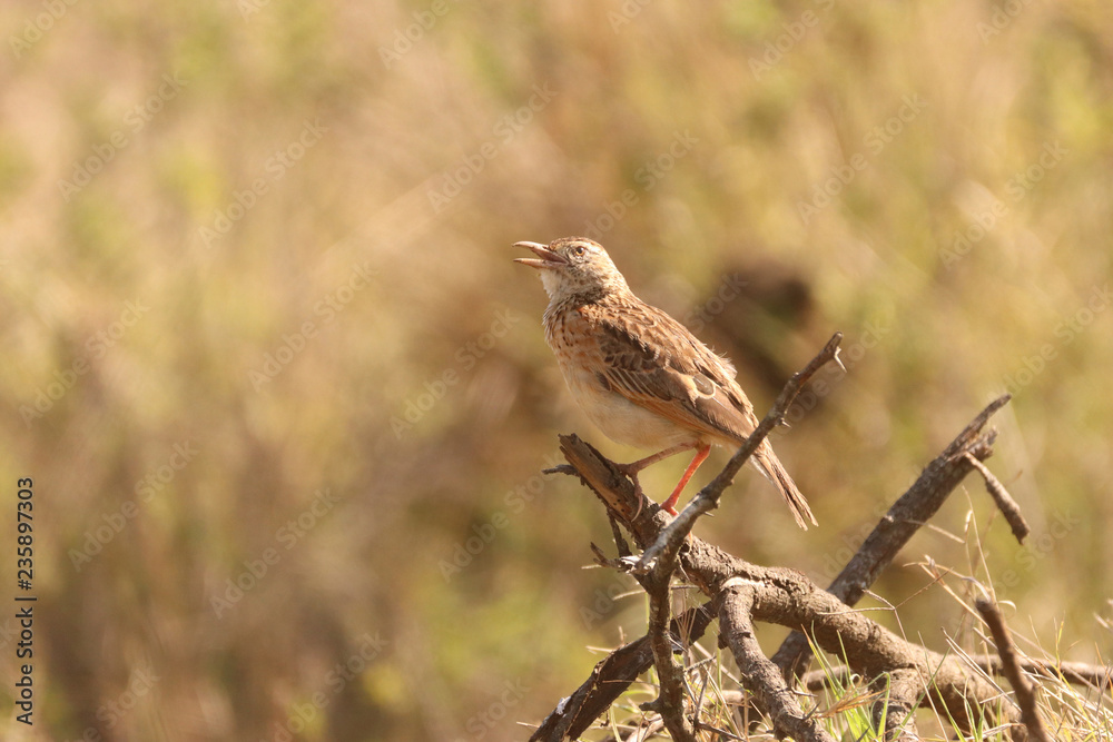 Fototapeta premium Birds of South Africa - Rufous-Naped Lark