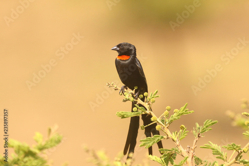 Birds of South Africa - Red-Collared Widowbird photo