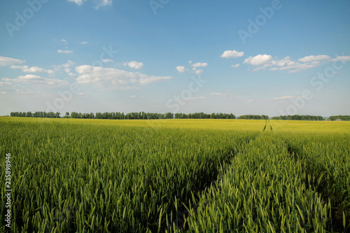 the road passing across the field wheat against the background of the blue sky