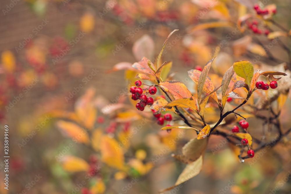 branch with red berries and golden autumn foliage branch with red berries and golden autumn foliage