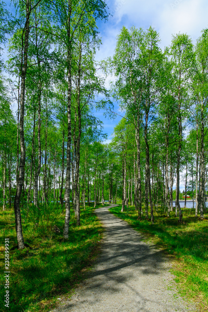 Footpath and trees in the Kirkkosaari island Footpath and trees in the Kirkkosaari island