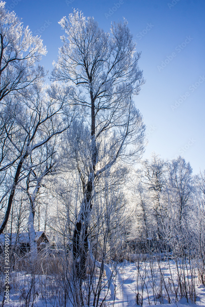 Winter landscape in clear weather. Morning bright sun. Snow plays shine. Frosty Snow Park Winter landscape in clear weather. Morning bright sun. Snow plays shine. Frosty Snow Park