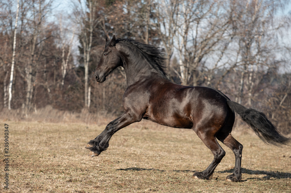 horse and rider horse and rider