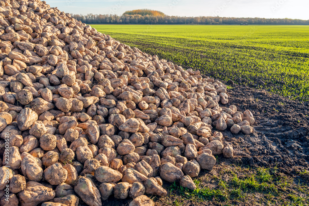 Large heap of harvested sugar beets waiting for transport to the sugar factory
