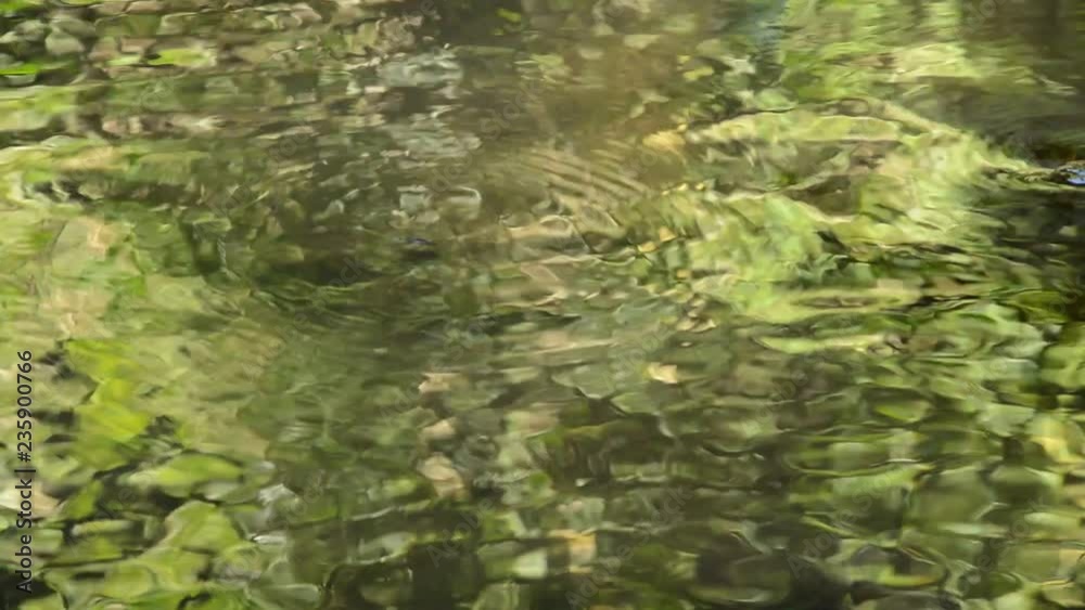 water strider or pond sketer floating on river surface in forest water strider or pond sketer floating on river surface in forest