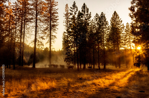 Yosemite National Park