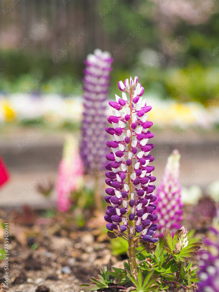 Obraz premium purple flowers in the garden