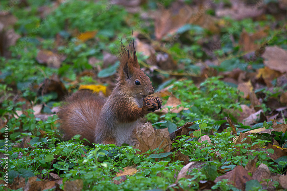 Squirrel on the ground with nuts in teeth. Squirrel on the ground with nuts in teeth.