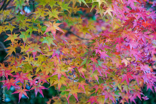 Beautiful Autumn Leaves in Kyoto © 翔音 蜂谷