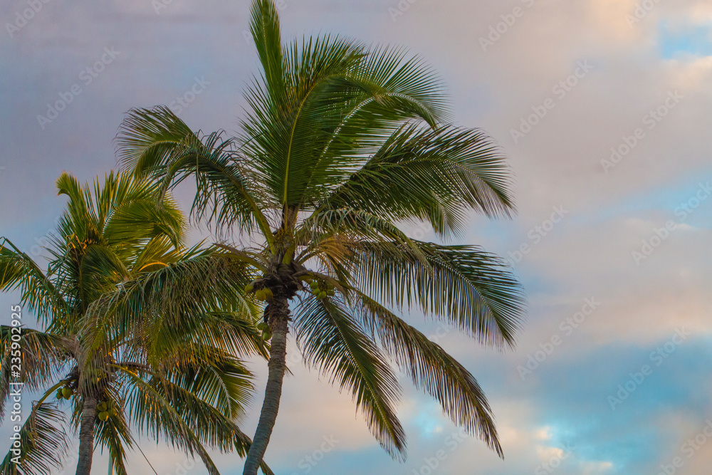 A palmeira na praia