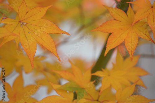 Beautiful Autumn Leaves in Kyoto