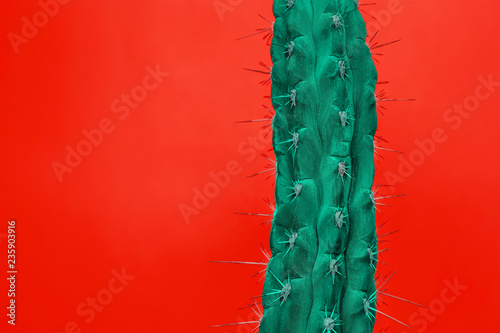 Cactus Fashion Set Design. Minimal Stillife. Trendy Bright Colors. Green plant on red background