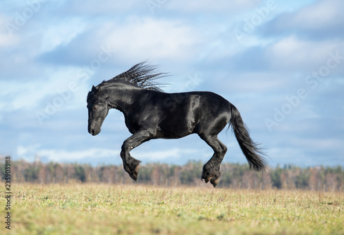 white horse running