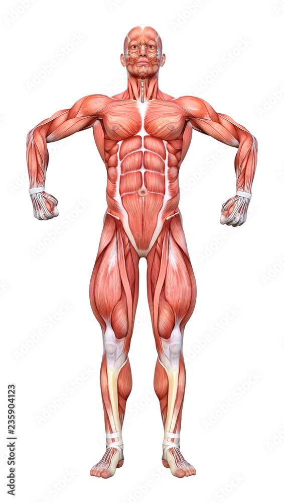 3D Rendering Male Anatomy Figure on White 3D Rendering Male Anatomy Figure on White