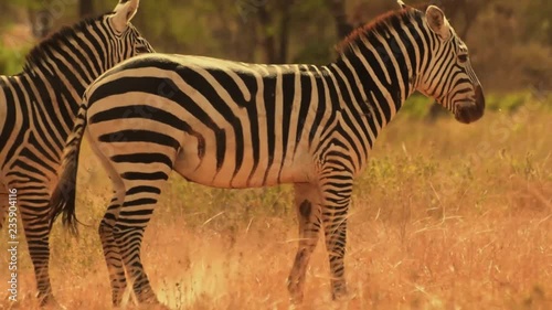 Zebra in  kenya savanna photo