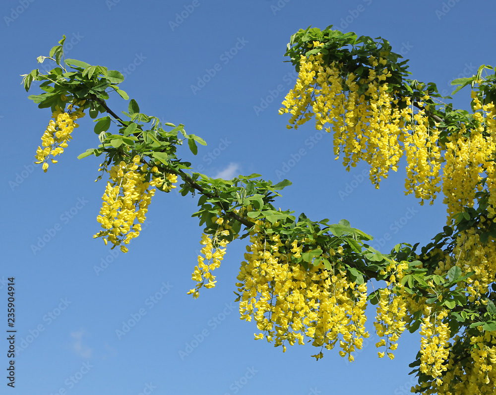 Fototapeta premium Laburnum vulgare