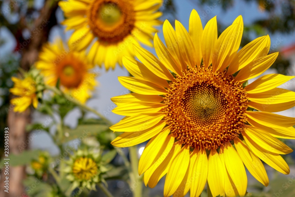 Sunflowers bloom in the morning Sunflowers bloom in the morning