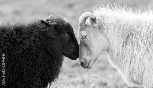Czarno-białe owce na pastwisku