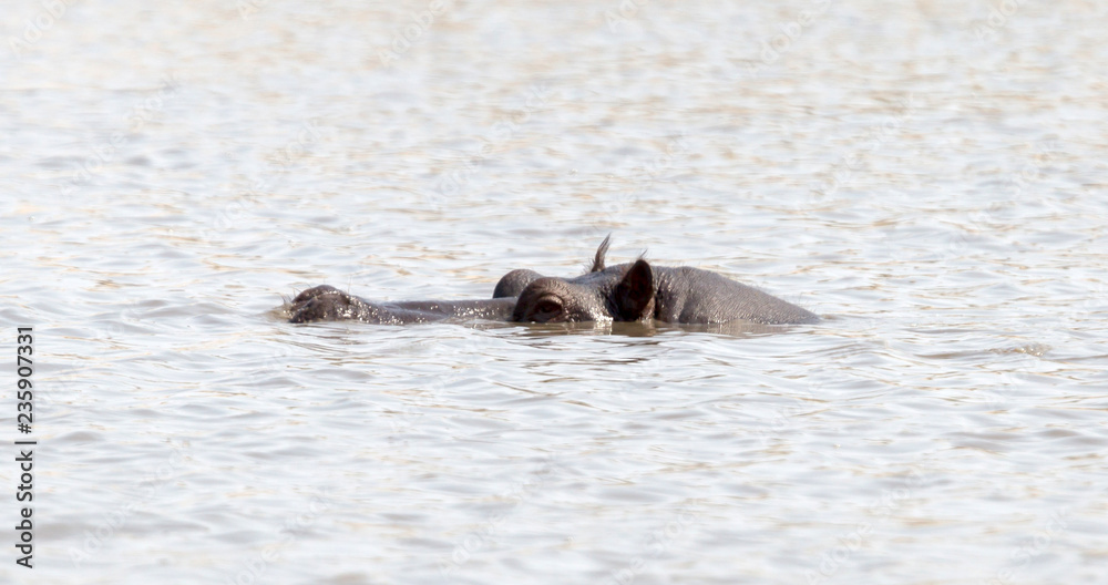 Fototapeta premium Adult hippo in a pool, Botswana
