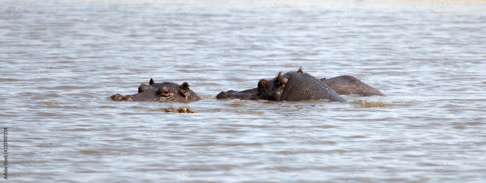 Fototapeta premium Adult hippo in a pool, Botswana