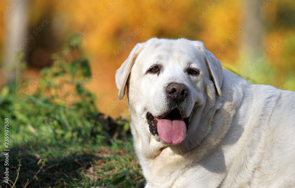 yellow labrador in the park in autumn