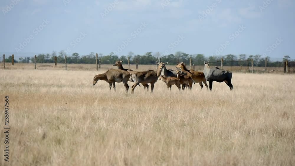 Herd of big nilgauantelopes pasturing in Askania-Nova bio-reserve steppe Herd of big nilgauantelopes pasturing in Askania-Nova bio-reserve steppe