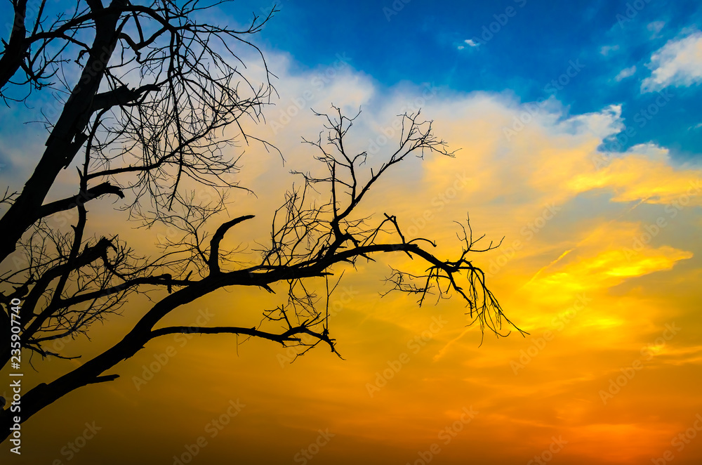 Barren tree silhouette