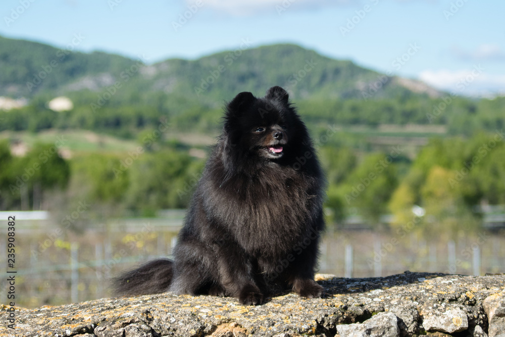 Black pomeranian spitz outdoors, fluffy cute dog