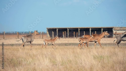 Several big nilgauantelopes pasturing in Taurida bioreserve steppe at a house   photo