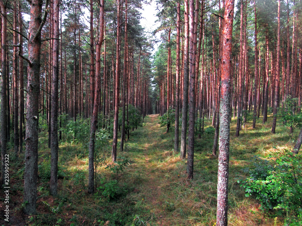 Obraz premium forest in autumn