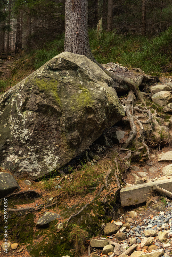 tree roots intertwined in mountain hill covered with a moss in autumn forest tree roots intertwined in mountain hill covered with a moss in autumn forest