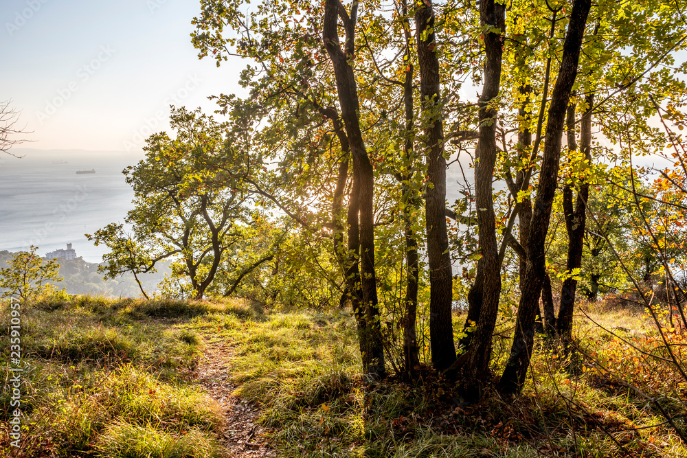 Autumn forest nature scenery