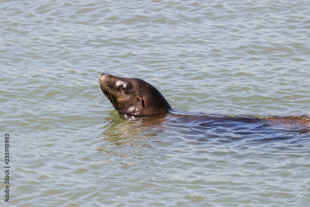 Fototapeta premium A sea lion looks curiously out of the water. Sea Lions at San Francisco Pier 39 Fisherman's Wharf has become a major tourist attraction.