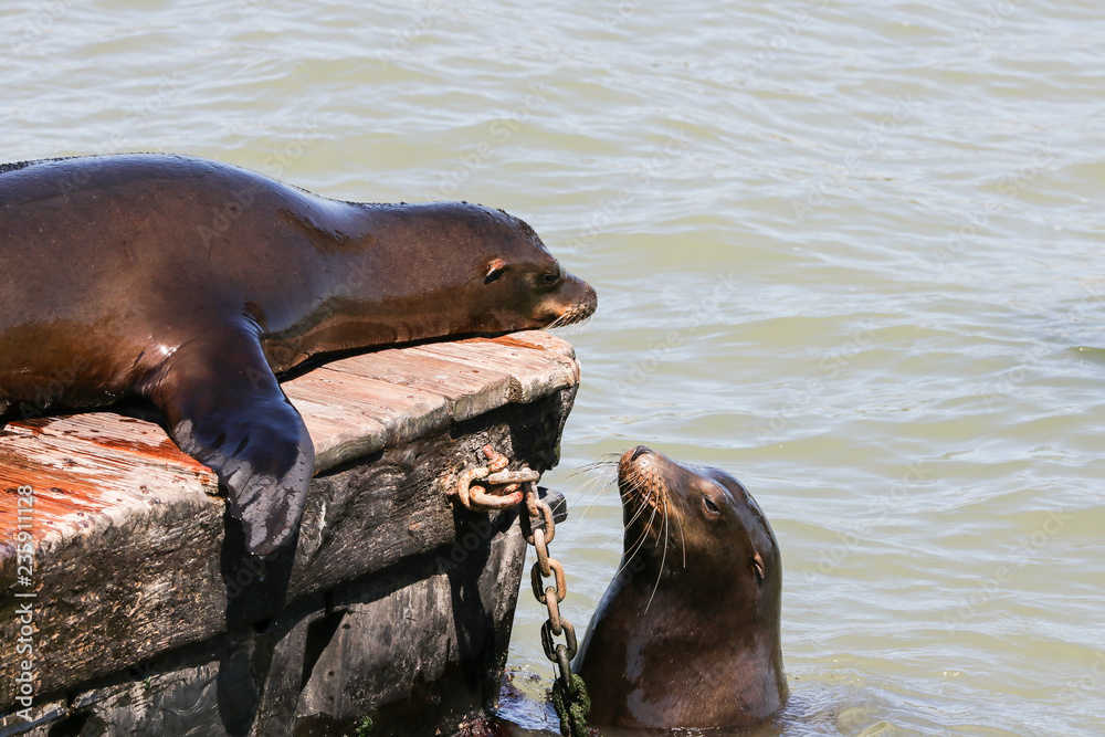 Fototapeta premium Two sea lion sniff each other. Sea Lions at San Francisco Pier 39 Fisherman's Wharf has become a major tourist attraction.