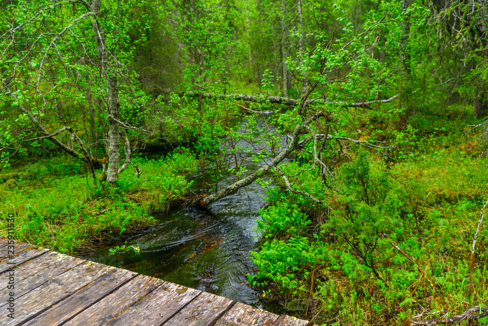 Obraz premium Rykimakero Trail, in Pyha-Luosto National Park