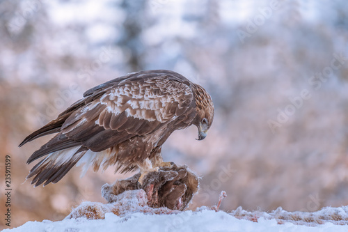 Golden eagle rips pieces of meat from frozen racoon carcass