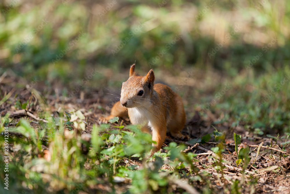 Fluffy squirrel runs through the forest among the trees Fluffy squirrel runs through the forest among the trees