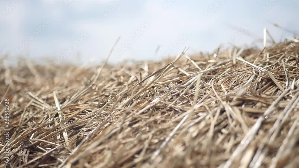 Dry hay in the fall, closeup with camera movement. slow motion, 1920x1080, full hd Dry hay in the fall, closeup with camera movement. slow motion, 1920x1080, full hd