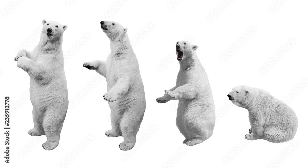 Fototapeta premium Kolaż niedźwiedzia polarnego w różnych pozach na białym tle na białym tle