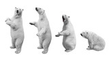 A collage of polar bear in various poses on a white background isolated