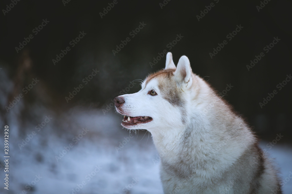 Profile Portrait of gorgeous and free Siberian Husky dog sitting on the snow in the haze in the dark forest in winter Profile Portrait of gorgeous and free Siberian Husky dog sitting on the snow in the haze in the dark forest in winter