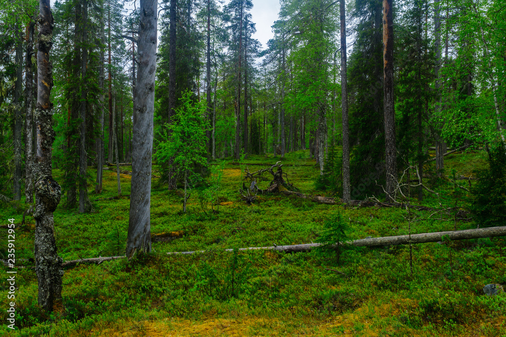 Obraz premium Rykimakero Trail, in Pyha-Luosto National Park