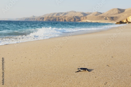 Newborn sea turtle