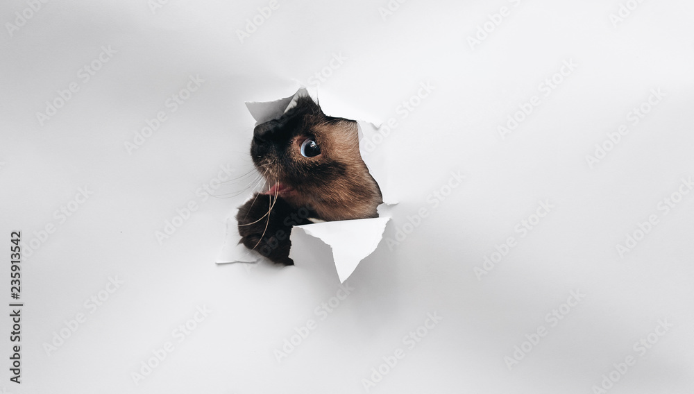 Fototapeta premium The Siamese cat breaks through the white paper and bites its edges. Mischief and playfulness.