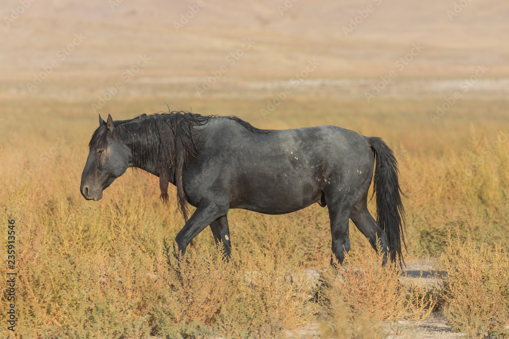 Fototapeta premium Wild Horse in the Utah Desert